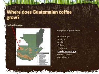 Where does Guatemalan coffee
grow?
Huehuetenango
8 regions of production
•Acatenango
•Antigua
•Atitlán
•Cobán
•Fraijanes
•...