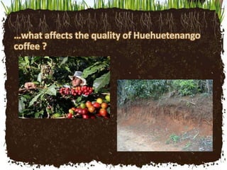 …what affects the quality of Huehuetenango
coffee ?
 