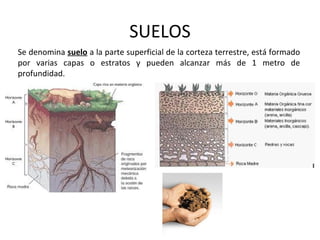 SUELOS
Se denomina suelo a la parte superficial de la corteza terrestre, está formado
por varias capas o estratos y pueden alcanzar más de 1 metro de
profundidad.
 