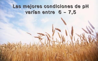 Las mejores condiciones de pHLas mejores condiciones de pH
varían entre 6 – 7,5varían entre 6 – 7,5
 