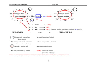 SUELOS FORESTALES - PRACTICA A. CADENILLAS
H+
H+
H+
H+
H+
Mg++
Ca++
Ca++
H+
H+
Ca++
K
+
Ca++
Complejo Coloidal H+
Ca++
Complejo Coloidal Ca++
H+
Arcilla/M.Orgánica H+
+ H2O + CAL ⇒ H2O + Al(OH)3 + Ca++
Arcilla/M. Orgánica Ca++
K+
Al+++
OH Ca ++
Ca++
H+
H+
H+
Al+++
H+
Ca+2
Ca++
Ca++
H+
Al + 3(OH) Al(OH)3
H + OH H2O
H + CO3 H2CO3 (Producto inestable que cambia fácilmente a H2O y CO2).
SUELO ÁCIDO + CAL ⇒ SUELO NEUTRO
H+
Hidrógeno de la Solución Suelo K+
Potasio Sustituible o Cambiable
(Acidez Activa)
H+
Hidrógeno Sustituible o Cambiable Al+++
Aluminio Sustitible o Cambiable
(Acidez Potencial o de Reserva)
Ca++
Calcio de la Solución Suelo H2O Agua de reacción neutra
Ca++
Calcio Sustitutible o Cambiable Al(OH)3 Hidróxido de Aluminio
(Insoluble e Inofensivo)
FIGURA 01. REACCIONES DE INTERCAMBIO DE CATIONES EN LA CORRECCIÓN DE LA ACIDEZ DEL SUELO
23
 