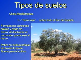 Tipos de suelos Clima Mediterráneo: 1.- “Terra rosa”  sobre todo al Sur de España Formada por carbonato cálcico y óxido de hierro. Al disolverse el carbonato queda sólo el hierro. Pobre en humus porque las lluvias la lavan. Buena para el cultivo. 