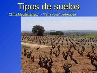 Tipos de suelos Clima Mediterráneo: 1.- “Terra rosa” pedregosa 