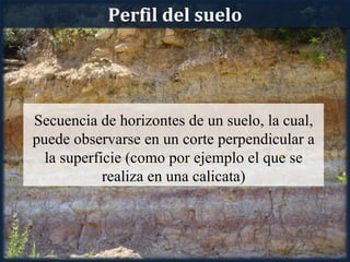 Perfil del suelo




Secuencia de horizontes de un suelo, la cual,
puede observarse en un corte perpendicular a
  la superficie (como por ejemplo el que se
            realiza en una calicata)
 