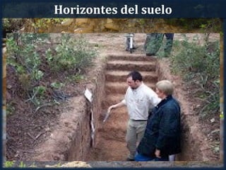 Horizontes del suelo
 