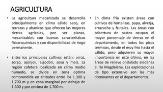 AGRICULTURA
• En clima frío existen áreas con
cultivos de hortalizas, papa, alverja,
arracacha y frutales. Las áreas con
cobertura de pastos ocupan el
mayor porcentaje de tierras en el
departamento, en todos los pisos
térmicos, desde el muy frío hasta el
cálido, pero adquieren su mayor
importancia en este último, en las
áreas de relieve ondulado aledañas
al río Magdalena. Las explotaciones
de tipo extensivo son las más
dominantes en el departamento.
• La agricultura mecanizada se desarrolla
principalmente en clima cálido seco, en
terrazas y abanicos que ofrecen las mejores
tierras agrícolas, por ser planas,
mecanizables con buenas características
físico-químicas y con disponibilidad de riego
permanente.
• Entre los principales cultivos están: arroz,
sorgo, ajonjolí, algodón, soya y maíz. La
región cafetera localizada en clima medio
húmedo, se divide en zona optima
comprendida en altitudes entre los 1.300 y
1.700 m y en zona marginal por debajo de
1.300 y por encima de 1.700 m.
 
