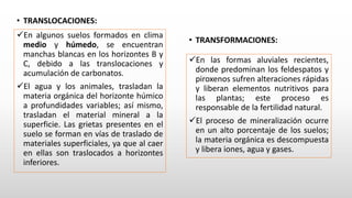 • TRANSLOCACIONES:
En algunos suelos formados en clima
medio y húmedo, se encuentran
manchas blancas en los horizontes B y
C, debido a las translocaciones y
acumulación de carbonatos.
El agua y los animales, trasladan la
materia orgánica del horizonte húmico
a profundidades variables; así mismo,
trasladan el material mineral a la
superficie. Las grietas presentes en el
suelo se forman en vías de traslado de
materiales superficiales, ya que al caer
en ellas son traslocados a horizontes
inferiores.
• TRANSFORMACIONES:
En las formas aluviales recientes,
donde predominan los feldespatos y
piroxenos sufren alteraciones rápidas
y liberan elementos nutritivos para
las plantas; este proceso es
responsable de la fertilidad natural.
El proceso de mineralización ocurre
en un alto porcentaje de los suelos;
la materia orgánica es descompuesta
y libera iones, agua y gases.
 