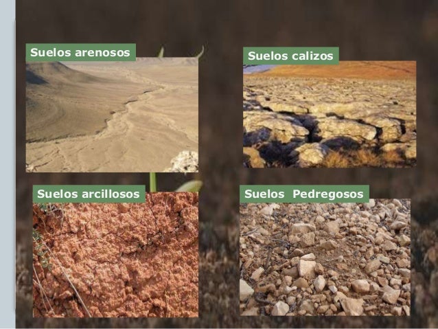 Suelos y plantas paisajismio