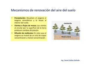 Mecanismos de renovación del aire del suelo
• Precipitación: Disuelven el oxigeno el
oxigeno atmosférico y lo llevan al
interior del suelo.
• Vientos o flujos de masas: Los vientos
al circular por la superficie de la tierra
producen cambios de presión.
• Difusión de moléculas: En este caso el
oxigeno se mueve de un sitio de mayor
concentración a menor concentración.
 