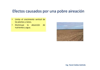 Efectos causados por una pobre aireación
• Limita el crecimiento vertical de
las plantas y raíces.
• Disminuye la absorción de
nutrientes y agua.
 