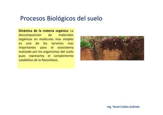 Procesos Biológicos del suelo
Dinámica de la materia orgánica: La
descomposición de materiales
orgánicos en moléculas mas simples
es uno de los servicios mas
importantes para el ecosistema
realizado por los organismos del suelo
pues representa el complemento
catabólico de la fotosíntesis.
 