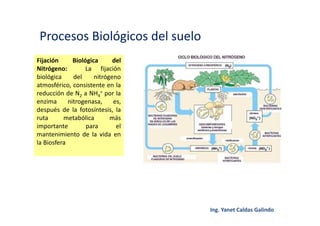 Procesos Biológicos del suelo
Fijación Biológica del
Nitrógeno: La fijación
biológica del nitrógeno
atmosférico, consistente en la
reducción de N2 a NH4
+ por la
enzima nitrogenasa, es,
después de la fotosíntesis, la
ruta metabólica más
importante para el
mantenimiento de la vida en
la Biosfera
 