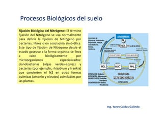 Procesos Biológicos del suelo
Fijación Biológica del Nitrógeno: El término
fijación del Nitrógeno se usa normalmente
para definir la fijación de Nitrógeno por
bacterias, libres o en asociación simbiótica.
Este tipo de fijación de Nitrógeno desde el
estado gaseoso a la forma orgánica se lleva
a cabo biológicamente por
microorganismos especializados:
cianobacterias (algas verdes-azules) y
bacterias (por ejemplo, rhizobium y frankia)
que convierten el N2 en otras formas
químicas (amonio y nitratos) asimilables por
las plantas.
 