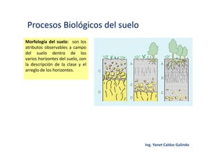 Procesos Biológicos del suelo
Morfología del suelo: son los
atributos observables a campo
del suelo dentro de los
varios horizontes del suelo, con
la descripción de la clase y el
arreglo de los horizontes.
 