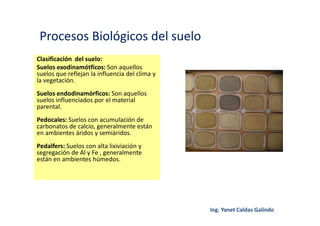 Procesos Biológicos del suelo
Clasificación del suelo:
Suelos exodinamótficos: Son aquellos
suelos que reflejan la influencia del clima y
la vegetación.
Suelos endodinamórficos: Son aquellos
suelos influenciados por el material
parental.
Pedocales: Suelos con acumulación de
carbonatos de calcio, generalmente están
en ambientes áridos y semiáridos.
Pedalfers: Suelos con alta lixiviación y
segregación de Al y Fe , generalmente
están en ambientes húmedos.
 