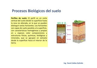 Procesos Biológicos del suelo
Perfiles de suelo: El perfil es un corte
vertical del suelo desde la superficie hasta
la roca no alterada, en la que se pueden
distinguir varios horizontes. Los horizontes
son capas de suelo paralela a la superficie,
con características homogéneas y propias
en u espesor, color composiciones y
estructuras físicas, químicas, biológicas y
minerales, que se agrupan en extracto
desde la superficie hacia el interior de la
tierra.
 