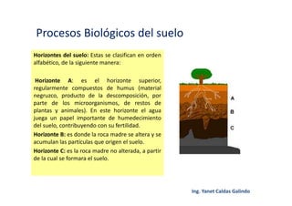 Procesos Biológicos del suelo
Horizontes del suelo: Estas se clasifican en orden
alfabético, de la siguiente manera:
Horizonte A: es el horizonte superior,
regularmente compuestos de humus (material
negruzco, producto de la descomposición, por
parte de los microorganismos, de restos de
plantas y animales). En este horizonte el agua
juega un papel importante de humedecimiento
del suelo, contribuyendo con su fertilidad.
Horizonte B: es donde la roca madre se altera y se
acumulan las partículas que origen el suelo.
Horizonte C: es la roca madre no alterada, a partir
de la cual se formara el suelo.
 