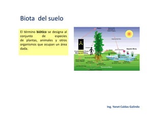 Biota del suelo
El término biótico se designa al
conjunto de especies
de plantas, animales y otros
organismos que ocupan un área
dada.
 