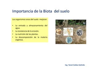 Importancia de la Biota del suelo
Los organismos vivos del suelo mejoran:
• La entrada y almacenamiento del
agua.
• La resistencia de la erosión.
• La nutrición de las plantas.
• La descomposición de la materia
orgánica.
 