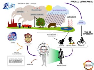 12
TARGET
ORGAN/TISSUE
INTAKE/UPTAKE
TRANSFORMATION
DRY DEPOSITION
EVAPORATION/
REENTRAINMENT
IN AIR
INHALATIONINGESTION DERMAL
WET DEPOSITION
EXCRETION
DISPERSION
BA
NON-CANCER
ENDPOINTS
CANCER
WIND DIRECTION
BIOACCUMULATION
IN FOOD
MODELO CONCEPTUAL
VÍAS DE
EXPOSICIÓN
DIRECCIÓN DEL VIENTO
DISPERSIÓN
TRANSFORMACIÓN
DEPOSITACIÓN EN SECO
DEPOSITACIÓN POR LLUVIA
CÁNCER
ORGANO/TEJIDO
OBJETIVO
EFECTOS
NO-CANCERÍGENOS
CONCENTRACIÓN
POR EVAPORACIÓN
BIOACUMULACIÓN
EN ALIMENTOS
EXCRECIÓN
INGESTA/CONSUMO
INGESTIÓN CONTACTO DÉRMICO INHALACIÓN
EN AIRE
- EFECTOS RESPIRATORIOS
- DEFECTOS DE NACIMIENTO
- EFECTOS REPRODUCTIVOS
- EFECTOS NEUROLÓGICOS
 