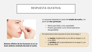 RESPUESTA OLFATIVA
La respuesta depende en parte del estado de sueño y en
parte del olor particular.
• Menta (percibido como agradable)
• Piridina (percibido como extremadamente
desagradable)
Se mantuvieron bien durante el inicio de la etapa 1
• La menta simplemente no se olió en etapas 2 y 4,
ni en REM;
• La piridina olió ocasionalmente en la etapa 2 y en
el sueño REM.
Sistema olfativo de los humanos no es un
buen sistema centinela durante el sueño.
 