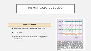 PRIMER CICLO DE SUEÑO
ETAPA 2 NREM
• Husos de sueño o complejos K en el EEG.
• 10-25 min.
• Necesita estímulo más intenso para producir
excitación.
 
