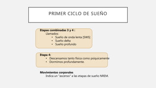 PRIMER CICLO DE SUEÑO
Etapas combinadas 3 y 4 :
Llamados:
• Sueño de onda lenta [SWS]
• Sueño delta
• Sueño profundo
Etapa 4:
• Descansamos tanto física como psíquicamente
• Dormimos profundamente.
Movimientos corporales
Indica un "ascenso" a las etapas de sueño NREM.
 