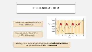 CICLO NREM - REM
Primer ciclo de sueño NREM-REM
 70 a 100 minutos
Segundo y ciclos posteriores:
 90 a 120 minutos.
A lo largo de la noche, el período promedio del ciclo NREM-REM es
de aproximadamente 90 a 110 minutos.
 