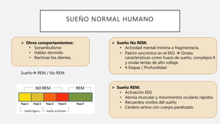 SUEÑO NORMAL HUMANO
 Otros comportamientos:
• Sonambulismo
• Hablar dormido
• Rechinar los dientes.
Sueño REM / No REM
 Sueño No REM:
• Actividad mental mínima o fragmentaria,
• Patrón sincrónico en el EKG  Ondas
características como husos de sueño, complejos K
y ondas lentas de alto voltaje.
• 4 Etapas / Profundidad
 Sueño REM:
• Activación EEG
• Atonía muscular y movimientos oculares rápidos
• Recuerdos vividos del sueño
• Cerebro activo con cuerpo paralizado.
 