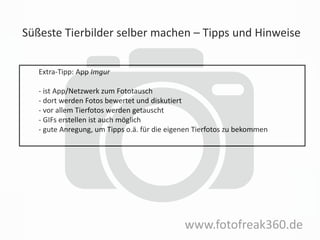 Süßeste Tierbilder selber machen – Tipps und Hinweise
www.fotofreak360.de
Extra-Tipp: App Imgur
- ist App/Netzwerk zum Fototausch
- dort werden Fotos bewertet und diskutiert
- vor allem Tierfotos werden getauscht
- GIFs erstellen ist auch möglich
- gute Anregung, um Tipps o.ä. für die eigenen Tierfotos zu bekommen
 