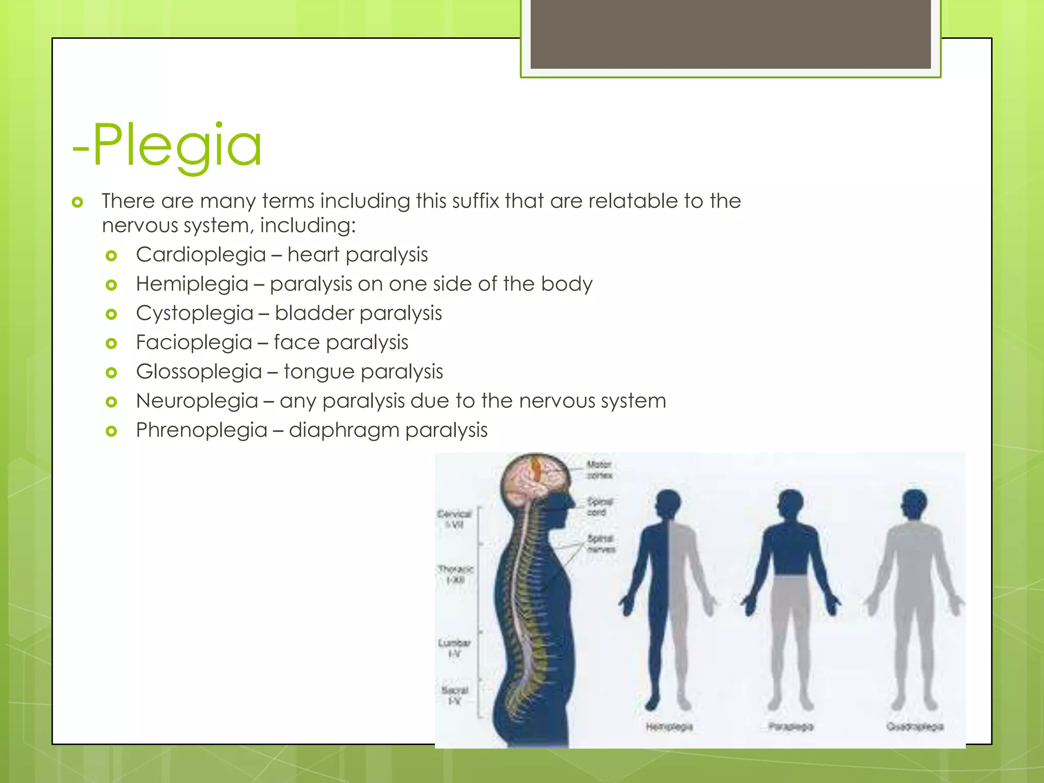 -Plegia
   There are many terms including this suffix that are relatable to the
    nervous system, including:
     Cardioplegia – heart paralysis
     Hemiplegia – paralysis on one side of the body
     Cystoplegia – bladder paralysis
     Facioplegia – face paralysis
     Glossoplegia – tongue paralysis
     Neuroplegia – any paralysis due to the nervous system
     Phrenoplegia – diaphragm paralysis
 