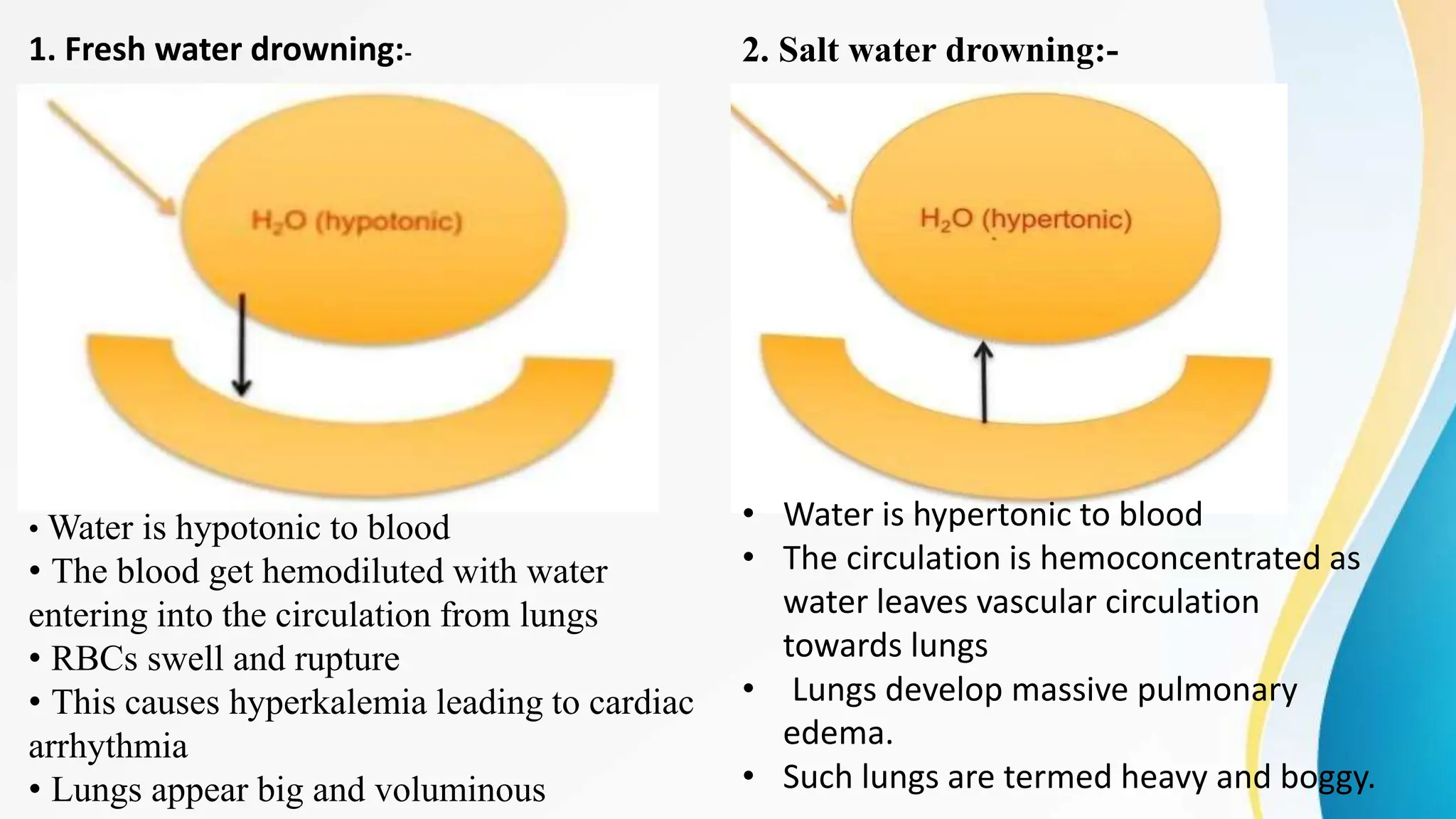 1. Fresh water drowning:-
• Water is hypotonic to blood
• The blood get hemodiluted with water
entering into the circulation from lungs
• RBCs swell and rupture
• This causes hyperkalemia leading to cardiac
arrhythmia
• Lungs appear big and voluminous
2. Salt water drowning:-
• Water is hypertonic to blood
• The circulation is hemoconcentrated as
water leaves vascular circulation
towards lungs
• Lungs develop massive pulmonary
edema.
• Such lungs are termed heavy and boggy.
 