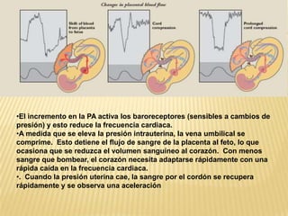 •El incremento en la PA activa los baroreceptores (sensibles a cambios de
presión) y esto reduce la frecuencia cardiaca.
•A medida que se eleva la presión intrauterina, la vena umbilical se
comprime. Esto detiene el flujo de sangre de la placenta al feto, lo que
ocasiona que se reduzca el volumen sanguíneo al corazón. Con menos
sangre que bombear, el corazón necesita adaptarse rápidamente con una
rápida caída en la frecuencia cardiaca.
•. Cuando la presión uterina cae, la sangre por el cordón se recupera
rápidamente y se observa una aceleración
 