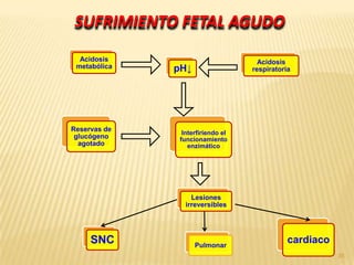 SUFRIMIENTO FETAL AGUDO
  Acidosis                           Acidosis
 metabólica   pH↓                  respiratoria




Reservas de
                Interfiriendo el
 glucógeno     funcionamiento
  agotado         enzimático




                   Lesiones
                 irreversibles




     SNC            Pulmonar
                                              cardiaco
                                                         35
 