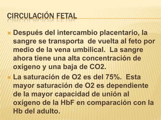 CIRCULACIÓN FETAL

 Después del intercambio placentario, la
  sangre se transporta de vuelta al feto por
  medio de la vena umbilical. La sangre
  ahora tiene una alta concentración de
  oxígeno y una baja de CO2.
 La saturación de O2 es del 75%. Esta
  mayor saturación de O2 es dependiente
  de la mayor capacidad de unión al
  oxígeno de la HbF en comparación con la
  Hb del adulto.
 