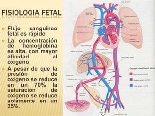 FISIOLOGIA FETAL
   Flujo    sanguíneo
    fetal es rápido
   La concentración
    de     hemoglobina
    es alta, con mayor
    afinidad         al
    oxígeno
   A pesar de que la
    presión         de
    oxígeno se reduce
    en un 70% la
    saturación      de
    oxígeno se reduce
    solamente en un
    35%.
 