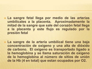    La sangre fetal llega por medio de las arterias
    umbilicales a la placenta. Aproximadamente la
    mitad de la sangre que sale del corazón fetal llega
    a la placenta y este flujo es regulado por la
    presión fetal

   La sangre de la arteria umbilical tiene una baja
    concentración de oxígeno y una alta de dióxido
    de carbono. El oxígeno es transportado ligado a
    la hemoglobina y se llama saturación de oxígeno
    de la hemoglobina al número de sitios de unión
    de la Hb (4 en total) que estan ocupados por O2.
 