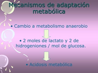 Mecanismos de adaptación
metabólica
• Cambio a metabolismo anaerobio
• 2 moles de lactato y 2 de
hidrogeniones / mol de glucosa.
• Acidosis metabólica
 