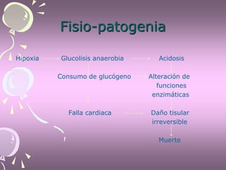 Fisio-patogenia
Hipoxia Glucolisis anaerobia Acidosis
Consumo de glucógeno Alteración de
funciones
enzimáticas
Falla cardiaca Daño tisular
irreversible
Muerte
 