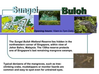 Sungei Buloh The  Sungei Buloh Wetland Reserve  lies hidden in the northwestern corner of Singapore, within view of Johor Bahru, Malaysia. The 130ha reserve protects one of Singapore's last remaining mangrove swamps. Typical denizens of the mangroves, such as tree-climbing crabs, mudskippers or monitor lizards are common and easy to spot even for untrained eyes.  Opening hours : 10am to 7pm Daily  