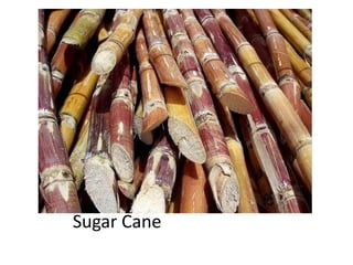 Sugar Cane 