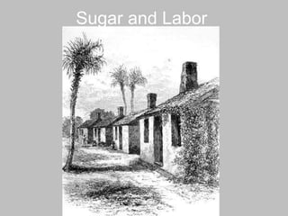 Sugar and Labor  