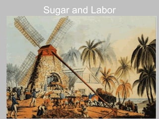 Sugar and Labor 