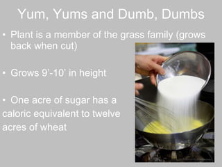 Yum, Yums and Dumb, Dumbs Plant is a member of the grass family (grows back when cut) Grows 9’-10’ in height One acre of sugar has a  caloric equivalent to twelve  acres of wheat  