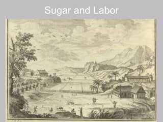 Sugar and Labor 