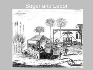 Sugar and Labor 