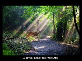 AHH YES, LIFE IN THE FAST LANE
 