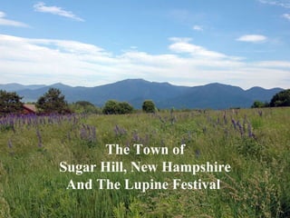 Sugar Hill New Hampshire Lupine Festival   The Town of Sugar Hill, New Hampshire And The Lupine Festival  