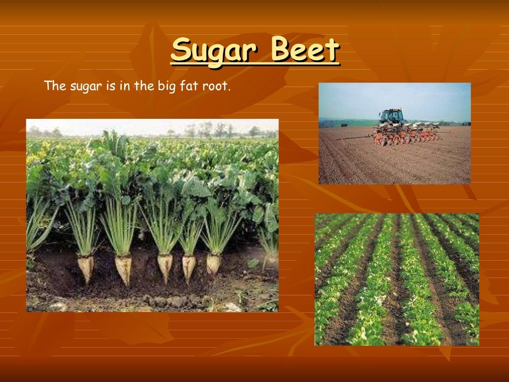 Sugar
