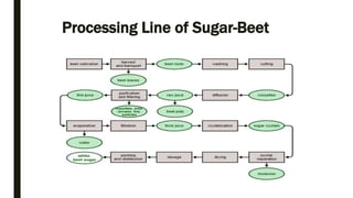 Processing Line of Sugar-Beet
 